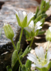 Einzelbild 7 Einblütiges Hornkraut - Cerastium uniflorum