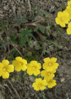 Einzelbild 8 Siebenblättriges Fingerkraut - Potentilla heptaphylla