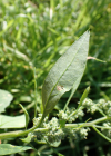 Einzelbild 8 Weisser Gänsefuss - Chenopodium album