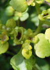 Einzelbild 8 Wechselblättriges Milzkraut - Chrysosplenium alternifolium
