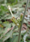 Einzelbild 7 Wegwarte - Cichorium intybus
