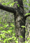 Einzelbild 6 Hopfenbuche - Ostrya carpinifolia