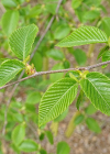 Einzelbild 7 Hopfenbuche - Ostrya carpinifolia