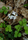Einzelbild 1 Dreiblättriges Schaumkraut - Cardamine trifolia