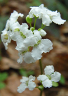 Einzelbild 3 Dreiblättriges Schaumkraut - Cardamine trifolia