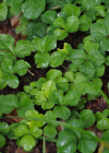 Einzelbild 5 Dreiblättriges Schaumkraut - Cardamine trifolia