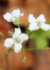 Einzelbild 6 Dreiblättriges Schaumkraut - Cardamine trifolia