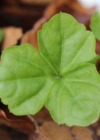 Einzelbild 7 Dreiblättriges Schaumkraut - Cardamine trifolia