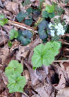 Einzelbild 8 Dreiblättriges Schaumkraut - Cardamine trifolia