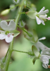 Einzelbild 8 Grosses Hexenkraut - Circaea lutetiana