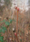 Einzelbild 8 Haselstrauch - Corylus avellana