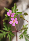 Einzelbild 1 Purpur-Storchschnabel - Geranium robertianum subsp. purpureum
