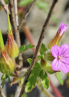 Einzelbild 3 Purpur-Storchschnabel - Geranium robertianum subsp. purpureum