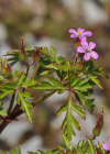 Einzelbild 6 Purpur-Storchschnabel - Geranium robertianum subsp. purpureum