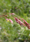 Einzelbild 6 Schöner Schwingel - Festuca pulchella