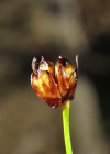 Einzelbild 7 Dreiblütige Binse - Juncus triglumis