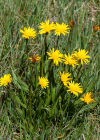 Einzelbild 1 Kleine Schwarzwurzel - Scorzonera humilis