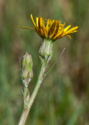 Einzelbild 2 Kleine Schwarzwurzel - Scorzonera humilis