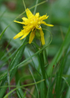 Einzelbild 3 Kleine Schwarzwurzel - Scorzonera humilis
