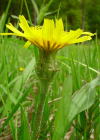 Einzelbild 4 Kleine Schwarzwurzel - Scorzonera humilis