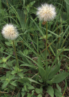 Einzelbild 5 Kleine Schwarzwurzel - Scorzonera humilis