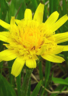 Einzelbild 7 Kleine Schwarzwurzel - Scorzonera humilis