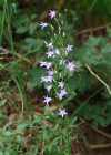 Einzelbild 4 Rapunzel-Glockenblume - Campanula rapunculus