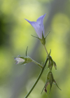 Einzelbild 8 Rapunzel-Glockenblume - Campanula rapunculus