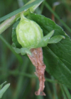 Einzelbild 8 Acker-Glockenblume - Campanula rapunculoides