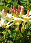 Einzelbild 1 Wald-Geissblatt - Lonicera periclymenum