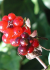 Einzelbild 3 Wald-Geissblatt - Lonicera periclymenum