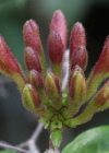 Einzelbild 5 Wald-Geissblatt - Lonicera periclymenum