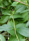 Einzelbild 8 Wald-Geissblatt - Lonicera periclymenum