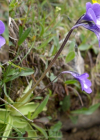 Einzelbild 3 Dünnsporniges Fettblatt - Pinguicula leptoceras
