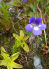 Einzelbild 7 Dünnsporniges Fettblatt - Pinguicula leptoceras