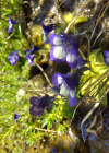 Einzelbild 8 Dünnsporniges Fettblatt - Pinguicula leptoceras