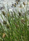 Einzelbild 4 Zweizeiliges Kopfgras - Oreochloa disticha