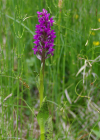 Einzelbild 1 Blutrote Fingerwurz - Dactylorhiza cruenta