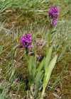 Einzelbild 2 Blutrote Fingerwurz - Dactylorhiza cruenta