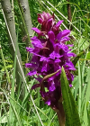 Einzelbild 5 Blutrote Fingerwurz - Dactylorhiza cruenta