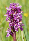 Einzelbild 6 Blutrote Fingerwurz - Dactylorhiza cruenta