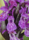 Einzelbild 7 Blutrote Fingerwurz - Dactylorhiza cruenta