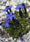 Einzelbild 2 Rundblättriger Enzian - Gentiana orbicularis