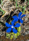 Einzelbild 3 Rundblättriger Enzian - Gentiana orbicularis