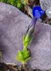 Einzelbild 4 Rundblättriger Enzian - Gentiana orbicularis