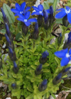 Einzelbild 5 Rundblättriger Enzian - Gentiana orbicularis