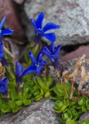Einzelbild 6 Rundblättriger Enzian - Gentiana orbicularis