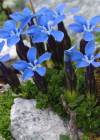 Einzelbild 7 Rundblättriger Enzian - Gentiana orbicularis