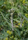 Einzelbild 5 Gewöhnliche Alpenscharte - Saussurea alpina subsp. alpina