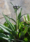 Einzelbild 6 Gewöhnliche Alpenscharte - Saussurea alpina subsp. alpina